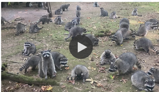 Screenshot of someone's yard with dozens of raccoons eating food a woman put out