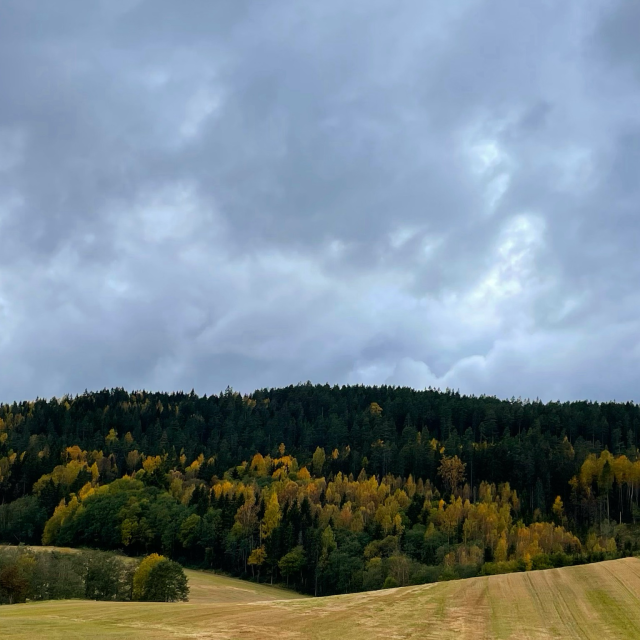 Peaceful nature scenery of a forest