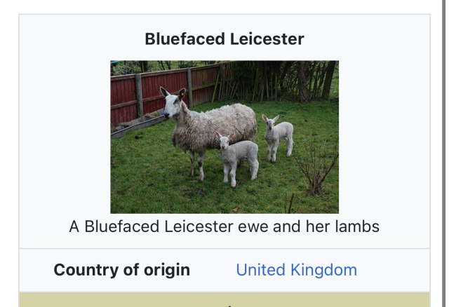 The bluefaced leicester, a british sheep