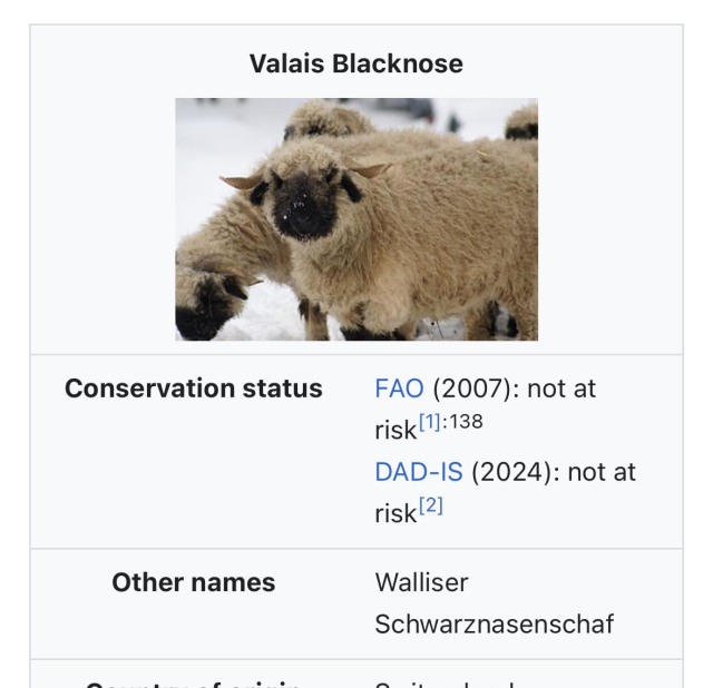 The notorious valais blacknose 