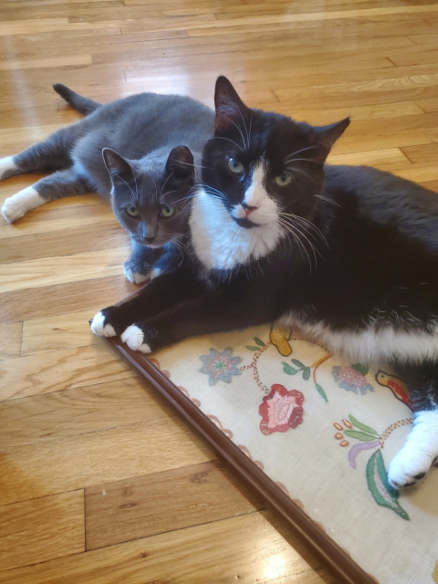 Tuxedo cat and cute grey kitten lying on a stitched flower art framed thing, looking at the camera.