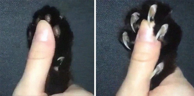 Photo of someone holding a black cat's paw next to another photo where they press down on the paw to make the claws come out. 
(Usually you do this right before you clip them safely)