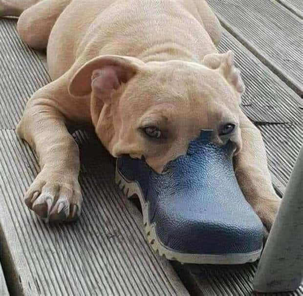 A pit bull puppy lies on its belly, face in a partially-chewed shoe. 