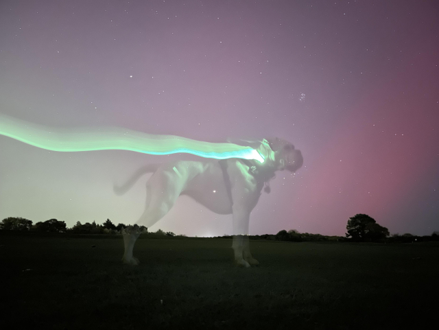 A photo of a pink and green sky with a large green streak across it. In the middle of the photo is a pale transparent image of a white boxer dog standing still, the green streak looking very much like the dog is a superhero wearing a bright green cape