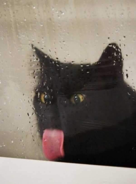 Photo of a black cat that is licking the water off of a glass shower door. The kitty's tongue is stick way out to catch all those tasty drops. Yummy!