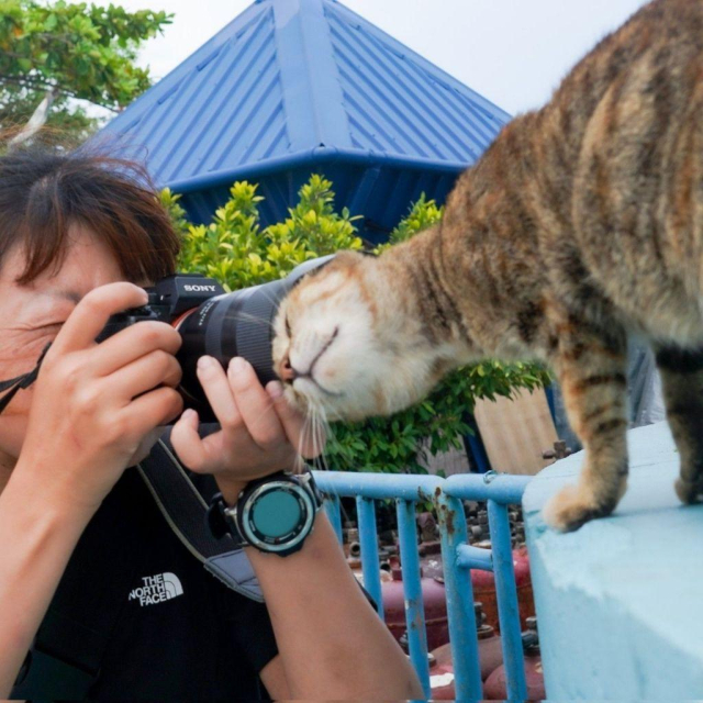 Photographer tries to take a photo of a cat. Cat instead starts nuzzling the lens and the lens hood