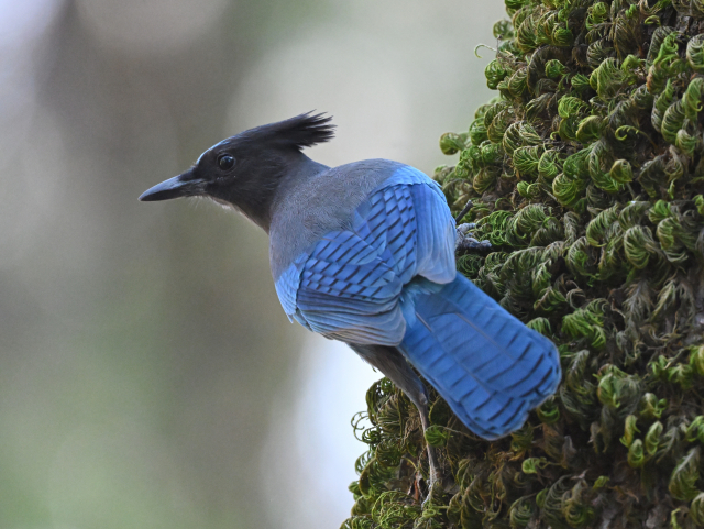 A Steller's Jay is seen from behind perched on a vertical moss covered large oak trunk. The bird has a black head and crest, blue forehead stripes, black shoulders and blue back.