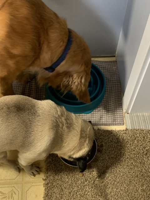 Overhead view of dog breakfast time with my fawn pug dog with her face in her stainless steel dog bowl next to my other golden retriever dog with her face tucking into her green plastic puzzle dog bowl.