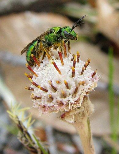 Pic of a tiny metallic green bee on a small flower.