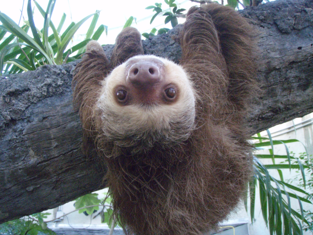 A young two-toed sloth gazing at the camera. From Wikimedia commons. https://upload.wikimedia.org/wikipedia/commons/b/b1/Two_toed_sloth.JPG