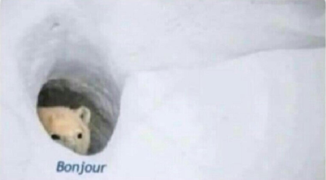 A polar bear sticking his head out of a hole where he hides in a mountain of snow. Bonjour, he says