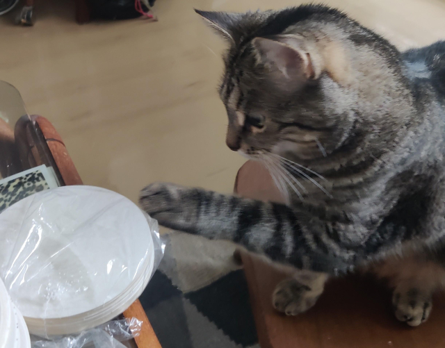 Pupi throwing things from the table