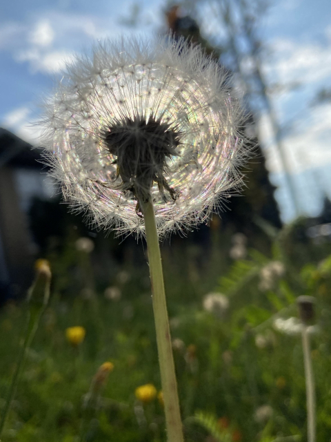 Looking up at a dandelion gone to seed. The white fluffy seed ball is catching the early morning sun and creating a prismatic effect, with colors of the rainbow tracing the individual seeds. 