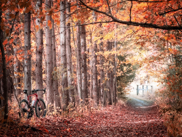 photo of a red BMC roadmachine road bike standing next to a tree in a beautiful autumn scene. the tree is one of a line of tall, slender trees that are on the side of a dirt trail. the trail is covered in a blanket of red, brown and orange autumn leaves. the trail leads to a bright opening out of the woods. in the upper right there is a long branch of a tree holding out many beautiful red and orange and yellow autumn leaves. the whole photo is exploding with beautiful autumn colours 