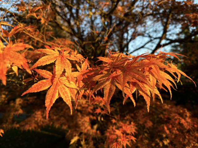 Orange and yellow fall leaves