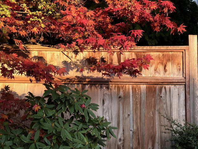 Orange and yellow fall leaves above a weathered wood fence.