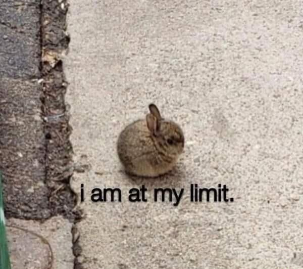 Photo of a super tiny bunny that's round like a fuzzy kiwi sitting on the sidewalk.
Caption reads:
i am at my limit.