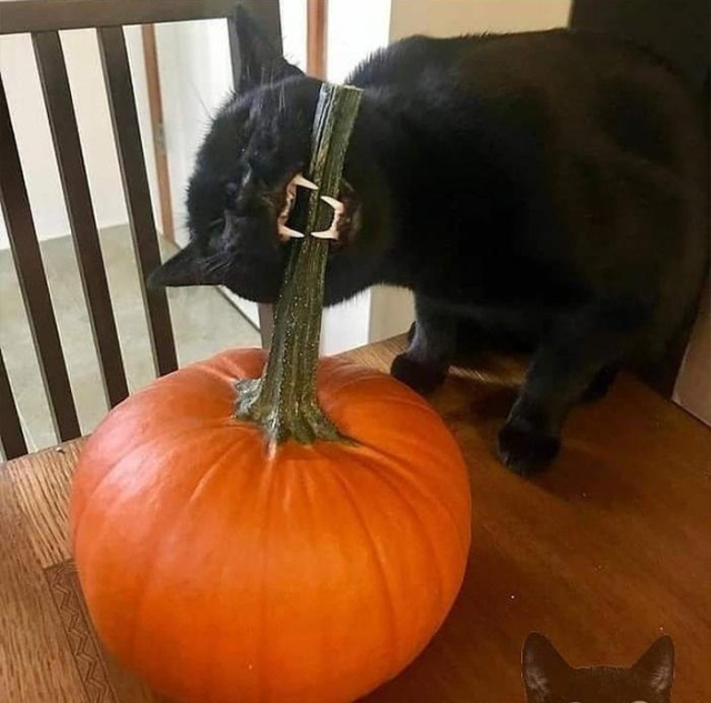 Photo of a black cat on a table that's chomping on a long pumpkin stem. Must seem tasty.