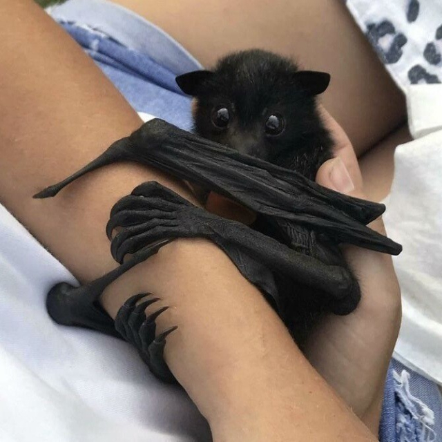 A bat clinging on to someone's arm