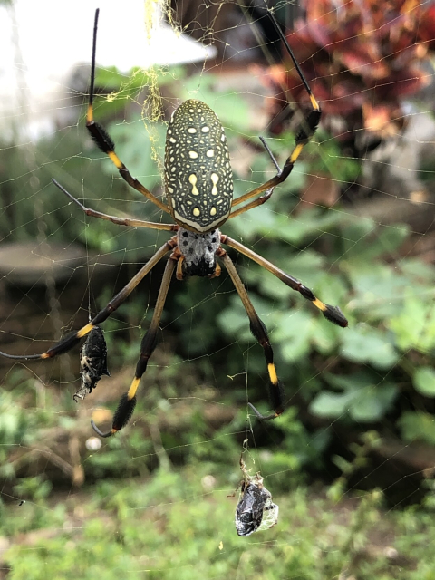 A big, green bodied spider with yellow and white spots, and a black and white head. Her legs have yellow and black stripes. A small bug is wrapped near her, both hanging from the spiderweb.