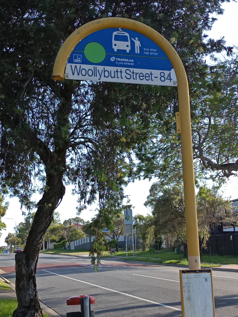 A bus stop sign under a tree which reads Woollybutt St stop