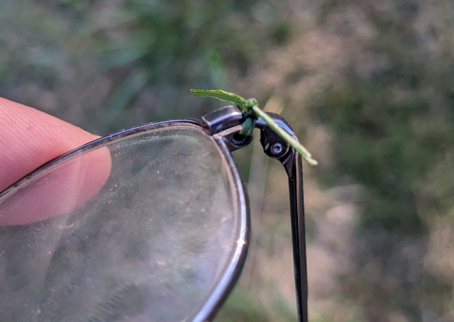 A pair of dirty glasses being held together by a split and tied blade of green grass where its screw should be.