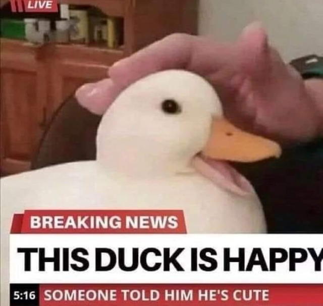 A duck getting headpats and a news chyron that says BREAKING NEWS: THIS DUCK IS HAPPY. SOMEONE TOLD HIM HE'S CUTE.