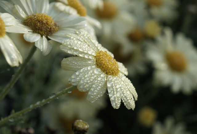 A yellow marguerite daisy blossom covered in dew