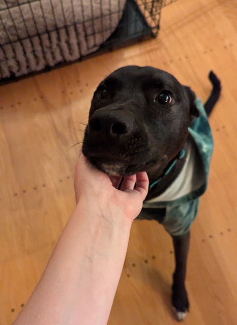 Atlas, a mostly black pit bull/husky/german shepherd mix. He’s sitting and wearing a green sweatshirt. Molly is scratching him under his chin. He has his ears tucked back in sport mode and he looks like a seal.