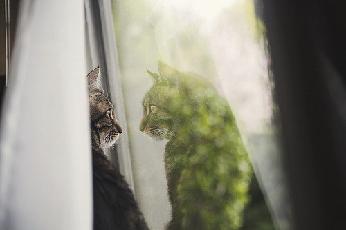 A domestic cat is gazing out of a window with sheer curtains, and its reflection is visible on the glass, creating a double image of the cat's face amidst a softly lit, bokeh-dappled background suggesting foliage outside the window.