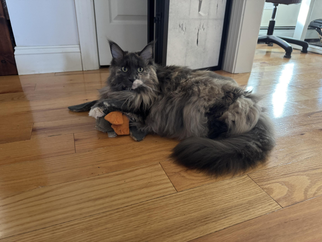 A fluffy gray and beige cat lies on a wooden floor with her front paws resting over a stuffed duck