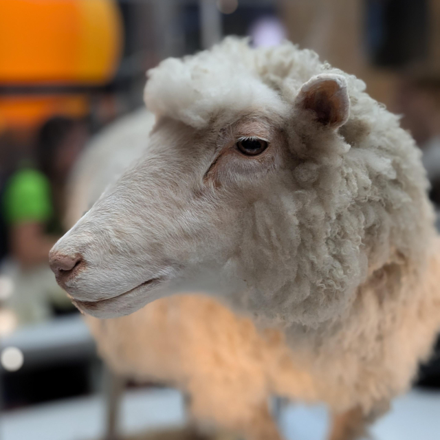 Close up of the head of Dolly the Sheep. She’s cloned and, alas, deceased and stuffed. She is looking to the left. She is white, and moderately fleecy. 