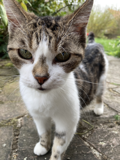 Nahaufnahme einer halb getigerten, halb weißen Hauskatze, die mit gespitzten Ohren intensiv in die Kamera schaut, sie steht auf einer mit Steinplatten ausgelegten Terrasse, im Hintergrund Büsche und Gras