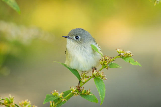 A ruby crowned kinglet standing at the end of a thin plant stem looking off to the left. They are a small grey and white bird with a tiny black beak and shiny black eye