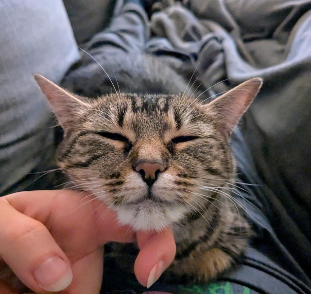 Photo of my cat getting scritches. Her eyes are nearly closed, but still looking into the camera.