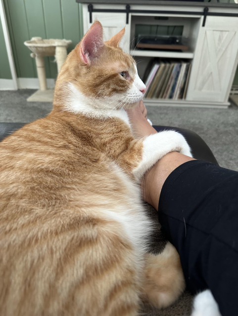 A ginger and white cat is resting beside a person, gently holding onto their leg. The background features a green wall and a small cat tree.