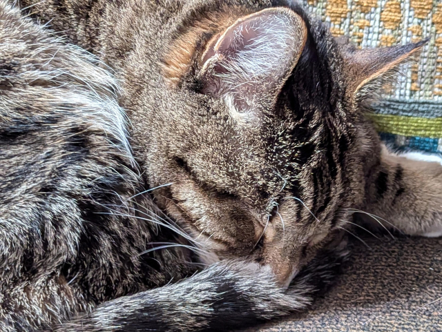 Photo of a grey and brown tabby with stripes on his face and tail and black spots on his haunches. The camera has zoomed in on his tightly curled form where he has fallen asleep leaning against a colorful green and yellow cushion on the sofa, so we mostly see his sweet face, eyes closed tights as tiger stripes, hugging the soft pillow of his small body, his nose tucked into the tail that encircles him. The cat, my shy boy Snufkin, is curled so tightly he could be a snail in its shell or, yes, a cinnamon roll, warm and cozy and lightly frosted with white where his whiskers spray and the fur of his belly peeks out along his cheek.