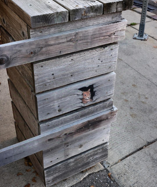 Streetart. On a square wooden post of a front garden fence a small squirrel (called Ada) was painted with chalk with a 3D effect. The squirrel looks out of a (painted) hole in the wood and enjoys the view.
Title: "Ada takes windows where she 
finds them and makes windows where she needs them."