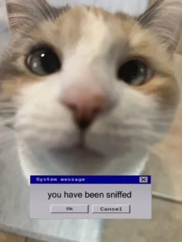 Photo of a cat sniffing the camera with a Windows message prompt that says:

System message ⛝
you have been sniffed
［Ok］ ［Cancel］