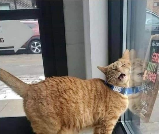 Photo of an orange cat wearing a collar that looks like it just ran into a window. It's face is comically smushed sideways with closed eyes and open mouth.