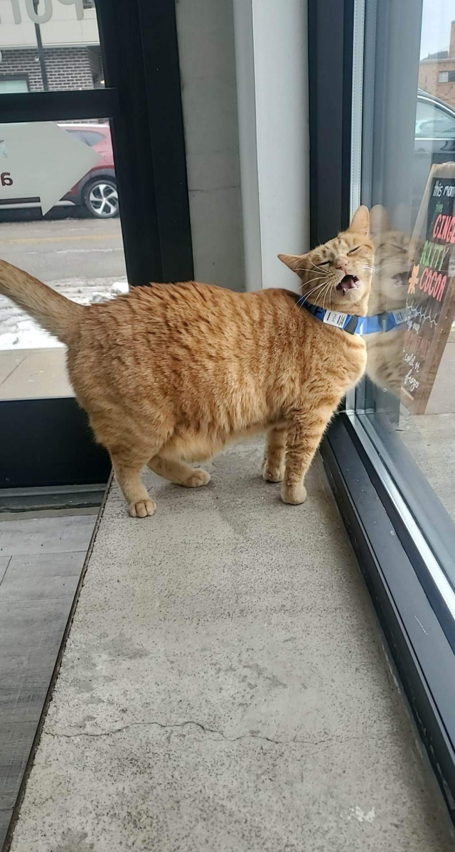 Photo of an orange cat wearing a collar that looks like it just ran into a window. It's face is comically smushed sideways with closed eyes and open mouth.