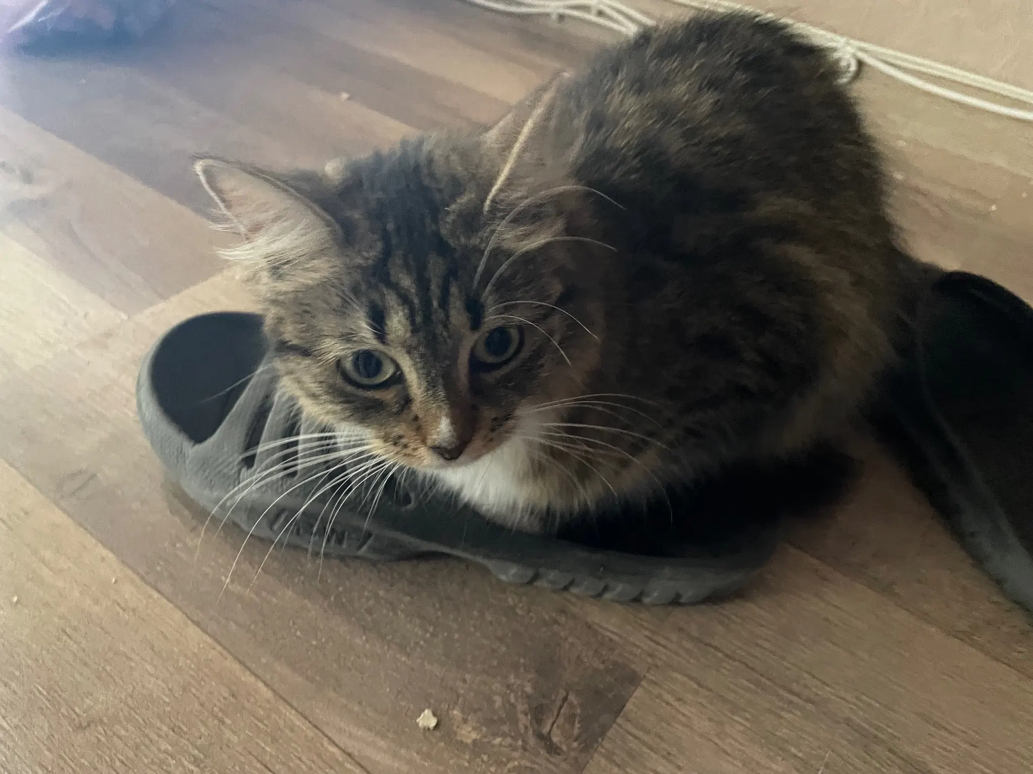 Nova loafing on a slipper