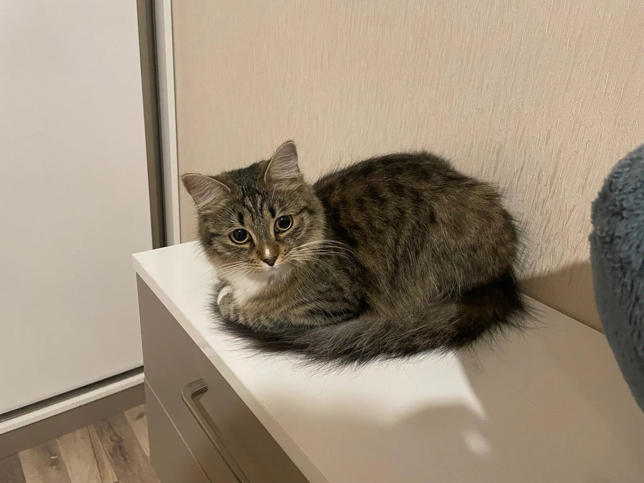 Nova semi-loafing on a dresser (actually two bedside tables stacked on top of each other), looking cutely below the camera. View from her left