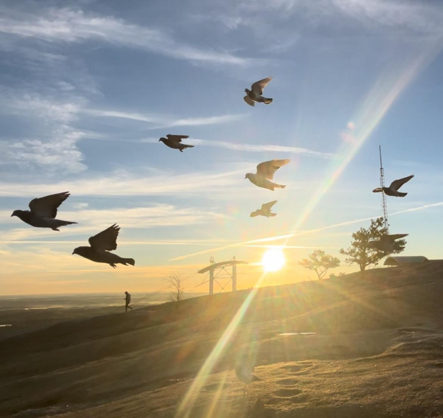 Top of the mountain right after sunrise with my birds flying to me for breakfast and the sun shining on the horizon behind them