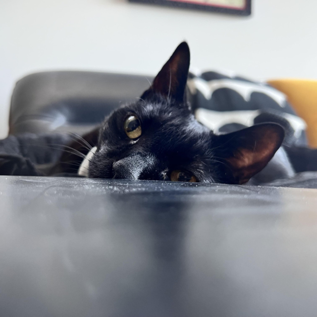 Photo of a black cat laying on a couch with it's head right next to a table while staring off into the distance, looking at nothing in particular.