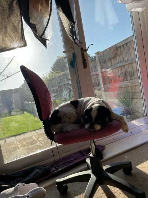 A black and white dog is curled up on an office chair in front of a set of French doors streaming sunlight into the slightly messy living space. Shoes and other clutter are also visible, but the cute dog on the chair is intended to be the focus of the shot.