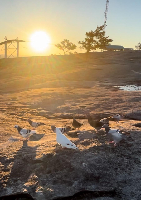 Top of the 
Mountain at sunrise with my birds waiting for their peanuts 🥜 