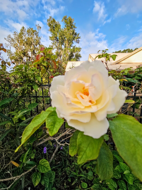 Big creamy white colored rose atop tall bush stems is slightly blurred from the wind movement at the moment of capture.  Beneath big blue skies with thin, sweeping white clouds.