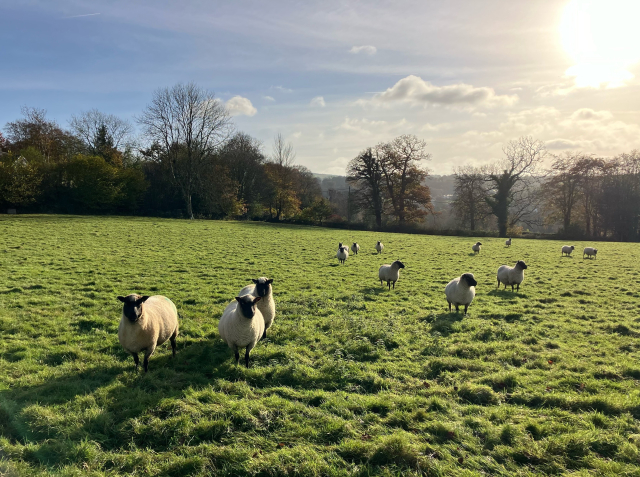 Photo of a group of sheep in a field. They have wandered over to the person with the camera, hoping they might have food. They are white and quite chunky, with black faces. A line of trees marks the far boundary of the field with hills behind in the distance. The winter sun is low in a pale blue sky that has a few woolly clouds.