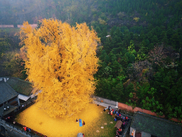 A yellowed Ginko tree in China, the drone phote shows the bird's eye view of th temple where the tree is, the yellow leaves shed around the tree looks like powder paint. 